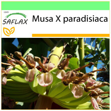 SAFLAX - Garden to go - Banane plantain - 10 graines - Avec pot, couvercle climatique et substrat de culture - Musa X paradisiaca