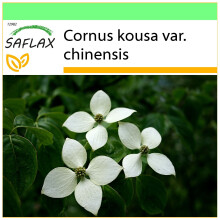 SAFLAX - Garden to go - Chinese Dogwood - 30 seeds - With pot, climate lid and growing substrate - Cornus kousa var. chinensis