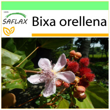 SAFLAX Garden to go - Lippenstiftstrauch - Bixa - 20 Samen