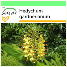 SAFLAX Garden to go - Schmetterlingsblume - Hedychum - 10 Samen