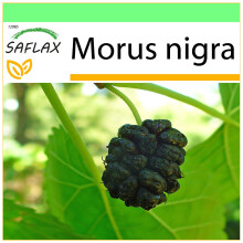SAFLAX - Garden to go - Black Mulberry - 200 seeds - With pot, climate lid and growing substrate - Morus nigra