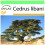 SAFLAX Garden to go - Libanonzeder - Cedrus - 20 Samen 1