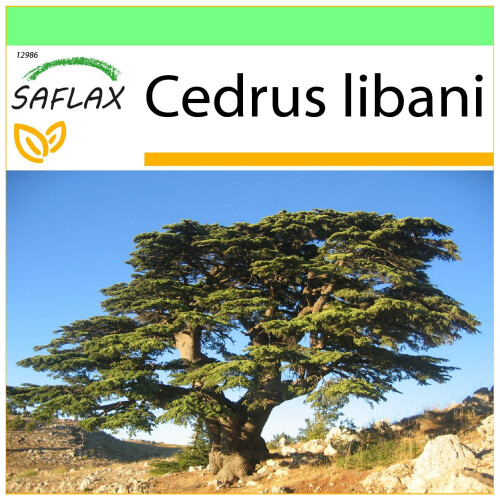 SAFLAX Garden to go - Libanonzeder - Cedrus - 20 Samen