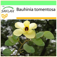 SAFLAX - Garden to go - Arbre aux tulipes - 30 graines - Avec pot, couvercle climatique et substrat de culture - Bauhinia tomentosa