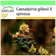 SAFLAX - Garden to go - Peacock Shrub - 10 seeds - With pot, climate lid and growing substrate - Caesalpinia gillesii X spinosa