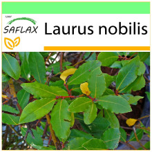SAFLAX - Garden to go - Laurier vrai - 6 graines - Avec pot, couvercle climatique et substrat de culture - Laurus nobilis