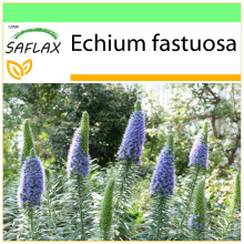 SAFLAX - Garden to go - Pride of Madeira - 100 seeds - With pot, climate lid and growing substrate - Echium fastuosa
