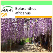SAFLAX - Garden to go - Glycine arbre - 15 graines - Avec pot, couvercle climatique et substrat de culture - Bolusanthus africanus