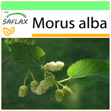SAFLAX - Garden to go - White Mulberry - 200 seeds - With pot, climate lid and growing substrate - Morus alba