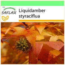 SAFLAX - Garden to go - Copalme d'Amérique - 100 graines - Avec pot, couvercle climatique et substrat de culture - Liquidamber styraciflua