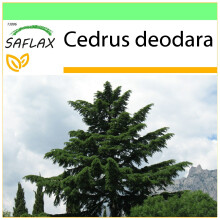 SAFLAX - Garden to go - Indian Cedar - 35 seeds - With pot, climate lid and growing substrate - Cedrus deodara