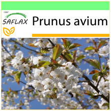 SAFLAX Garden to go - Vogelkirsche - Prunus - 10 Samen