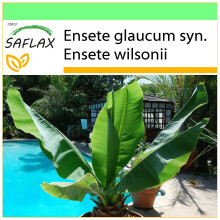 SAFLAX - Garden to go - Bananier des neiges - 10 graines - Avec pot, couvercle climatique et substrat de culture - Ensete glaucum syn. Ensete wilsonii