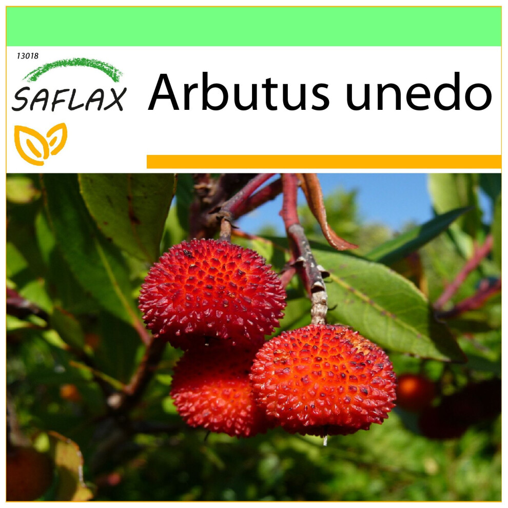 SAFLAX - Garden to go - Arbousier - 50 graines - Avec pot, couvercle climatique et substrat de culture - Arbutus unedo