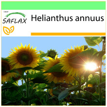 SAFLAX - Garden to go - Tournesol Titan - 20 graines - Avec pot, couvercle climatique et substrat de culture - Helianthus annuus