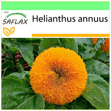 SAFLAX Garden to go - Sonnenblume Puschel - Helianthus - 40 Samen