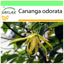 SAFLAX Garden to go - Parfumbaum - Cananga - 10 Samen