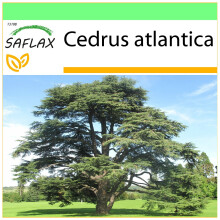 SAFLAX - Garden to go - North African Atlas Cedar - 20 seeds - With pot, climate lid and growing substrate - Cedrus atlantica