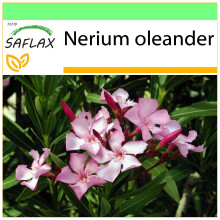 SAFLAX Garden to go - Oleander - Nerium - 50 Samen