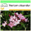 SAFLAX Garden to go - Oleander - Nerium - 50 Samen 1