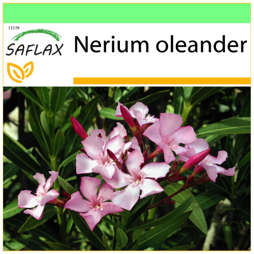 SAFLAX Garden to go - Oleander - Nerium - 50 Samen