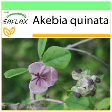 SAFLAX Garden to go - Schokoladenwein - Akebia - 10 Samen