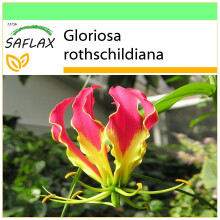 SAFLAX - Garden to go - African Climbing Lily - 15 seeds - With pot, climate lid and growing substrate - Gloriosa rothschildiana