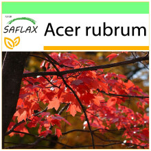 SAFLAX Garden to go - Rotahorn - Acer - 20 Samen