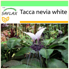 SAFLAX Garden to go - Nepal - Fledermausblume - Tacca - 10 Samen