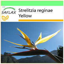 SAFLAX Garden to go - Ave del paraíso - 4 semillas - Strelitzia