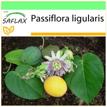 SAFLAX Garden to go - Süße Granadilla - Passiflora - 20 Samen