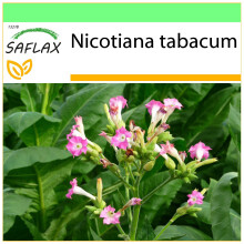SAFLAX - Garden to go - Common Tobacco - 250 seeds - With pot, climate lid and growing substrate - Nicotiana tabacum