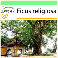 SAFLAX - Garden to go - Peepul Tree / Sacred Fig - 100 seeds - With pot, climate lid and growing substrate - Ficus religiosa