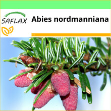 SAFLAX - Garden to go - Nordmann fir - 20 seeds - With pot, climate lid and growing substrate - Abies nordmanniana