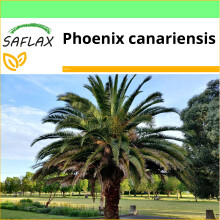 SAFLAX Garden to go - Kanarische Dattelpalme - Phoenix - 10 Samen