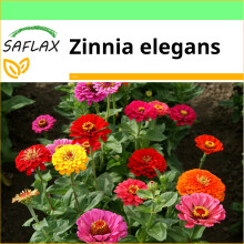 SAFLAX Garden to go - Zinnien - Zinnia - 50 Samen