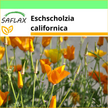 SAFLAX Garden to go - Kalifornischer Mohn - Eschscholzia - 1500 Samen