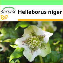 SAFLAX Garden to go - Weiße Christrose - Helleborus - 6 Samen