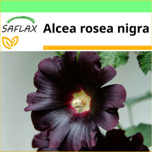 SAFLAX Garden to go - Schwarze Stockrose - Alcea - 100 Samen