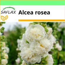 SAFLAX Garden to go - Weiße Stockrose - Alcea - 100 Samen