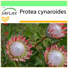 SAFLAX - Garden to go - Giant King Protea - 5 seeds - With pot, climate lid and growing substrate - Protea cynaroides