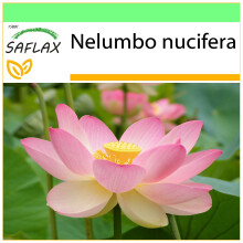 SAFLAX - Garden to go - Sacred Indian Lotus - 8 seeds - With pot, climate lid and growing substrate - Nelumbo nucifera