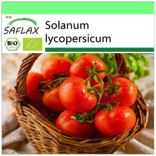 SAFLAX Garden to go - BIO - Pomodoro - Rosa di Berna - 10 semi - Solanum