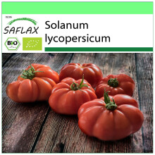 SAFLAX Garden to go - BIO - Pomodoro - Rouge de Marmande - 10 semi - Solanum