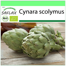 SAFLAX - Garden to go - BIO - Artichaut - Imperial star - 5 graines - Avec pot, couvercle climatique et substrat de culture - Cynara scolymus