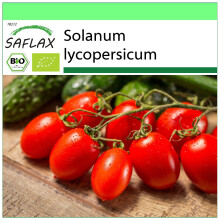 SAFLAX Garden to go - BIO - Pomodoro - Roma - 15 semi - Solanum