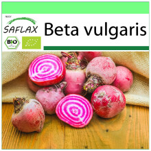 SAFLAX Garden to go - BIO - Barbabietola - Chioggia - 70 semi - Beta