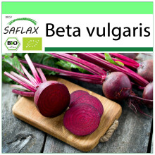SAFLAX Garden to go - BIO - Barbabietola - Detroit Globe - 100 semi - Beta