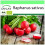 SAFLAX Garden to go - Radieschen - Cherry Bell - Raphanus - 100 Samen 1