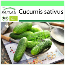 SAFLAX Garden to go - BIO - Cetriolo - Vorgebirgstraube - 15 semi - Cucumis